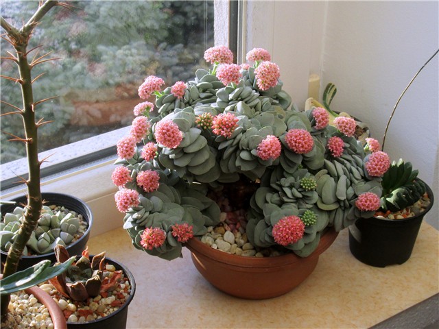 Crassula morgan's beauty