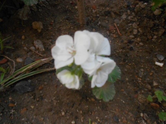 sjeverna strana
