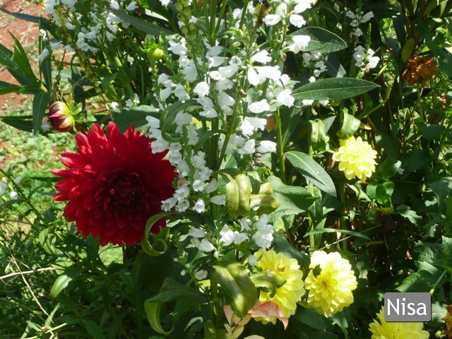 dalia