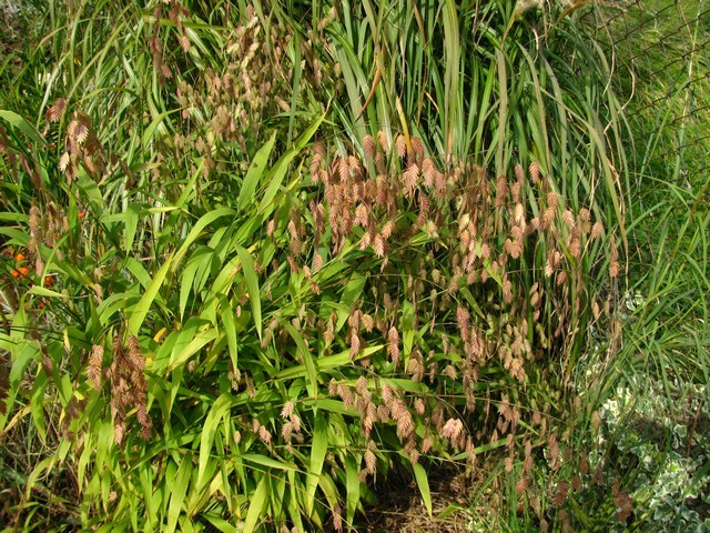 Chasmanthium latifolium