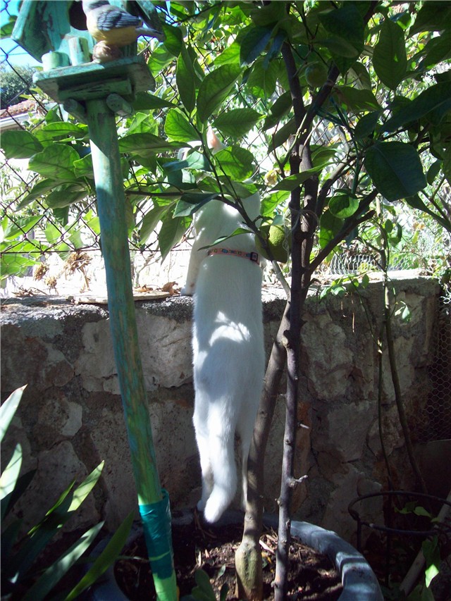 pupa1