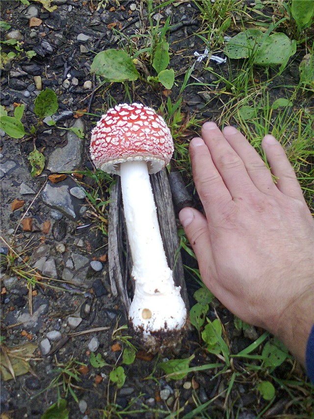 koje su ovo gljive?  jestive ili ne?