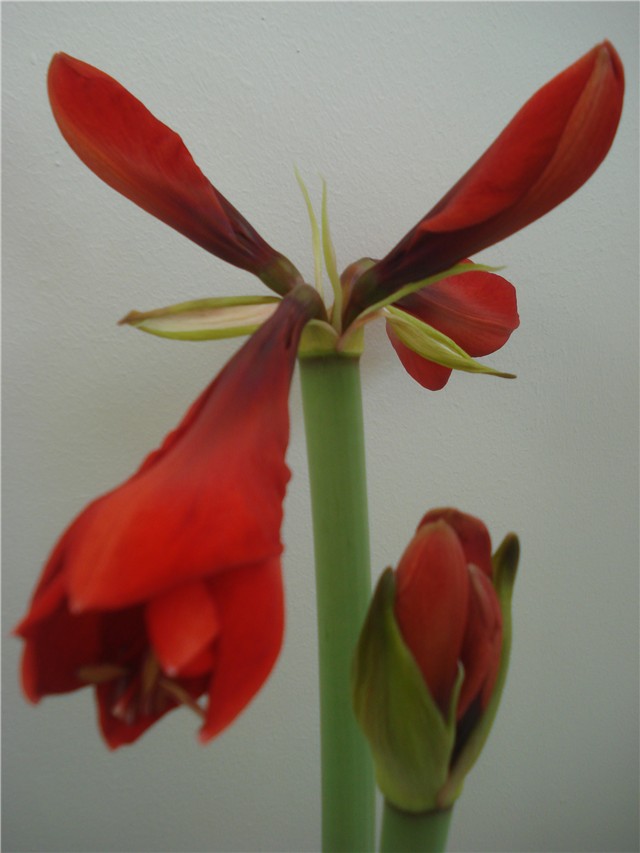amarilis6
