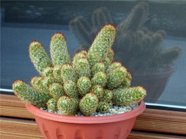 mammillaria elongata