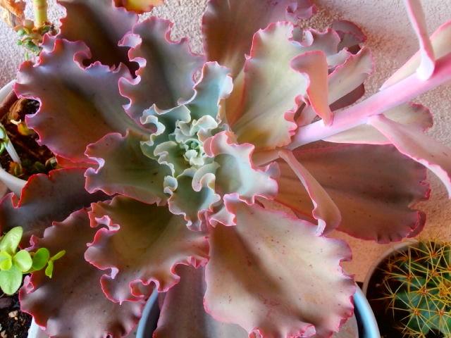 echeveria