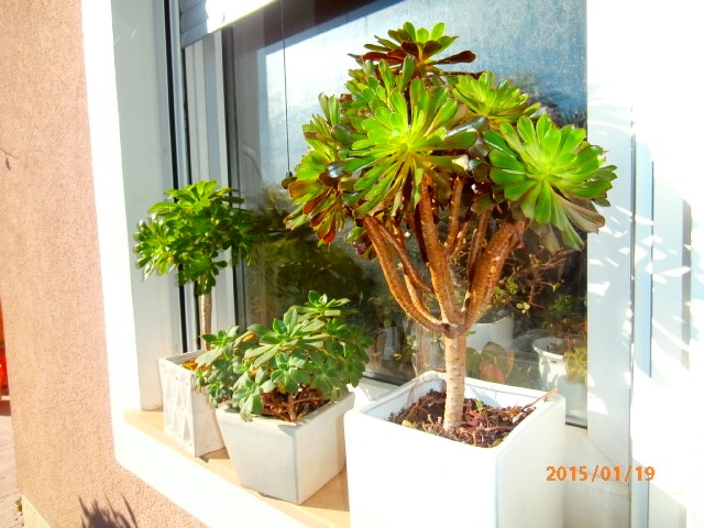 aeonium