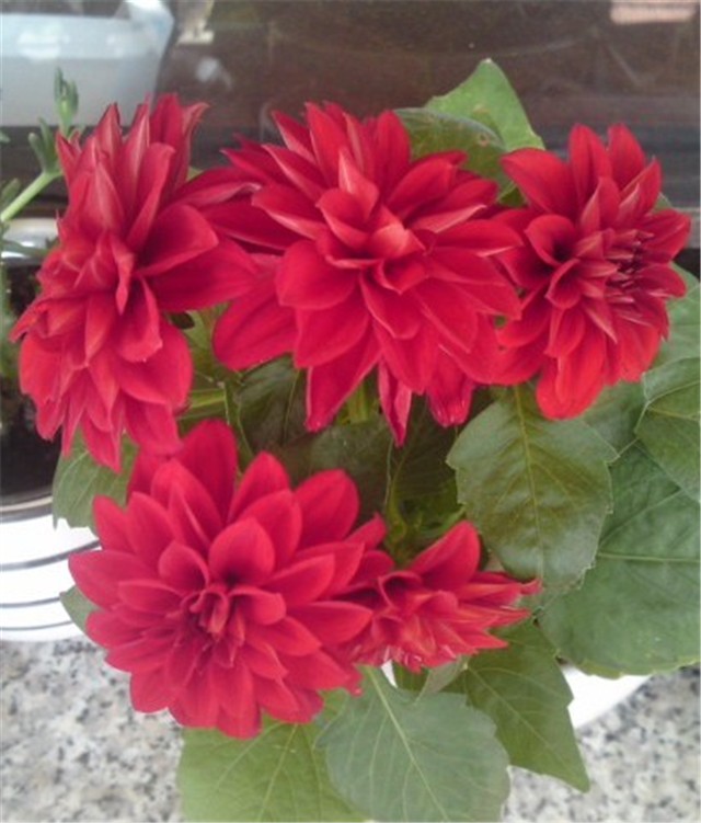 dalia