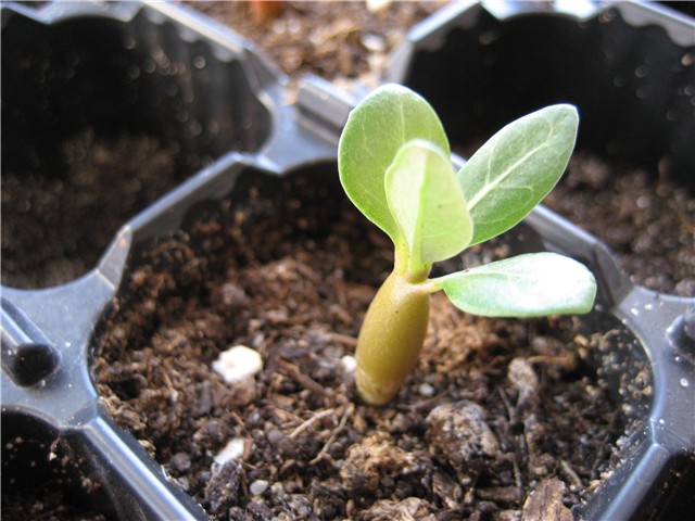 adenium