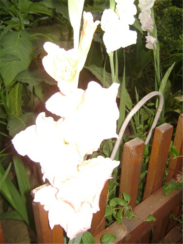 gladiole