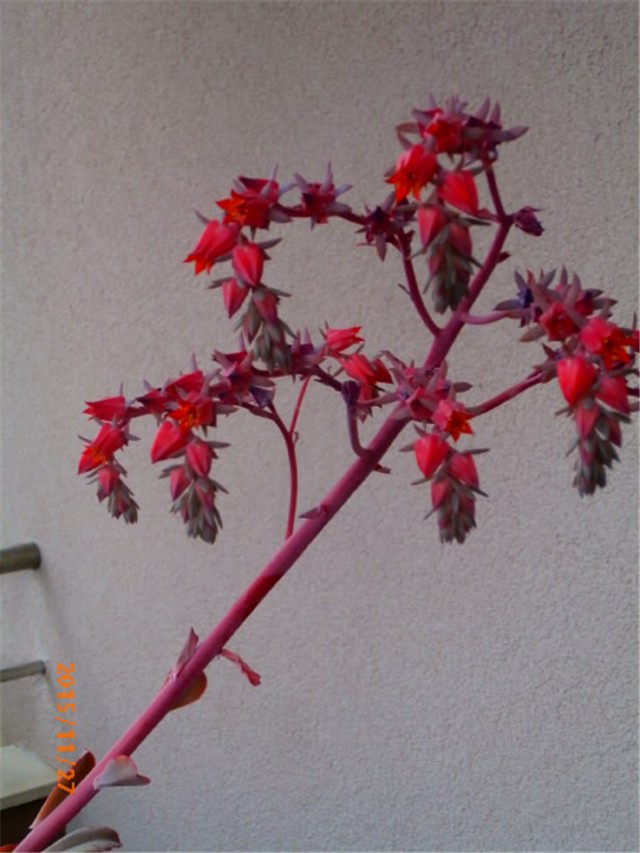 echeveria c