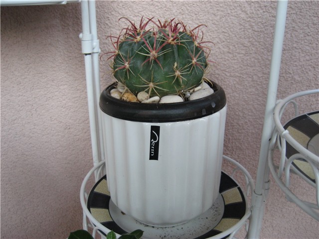 kaktus
