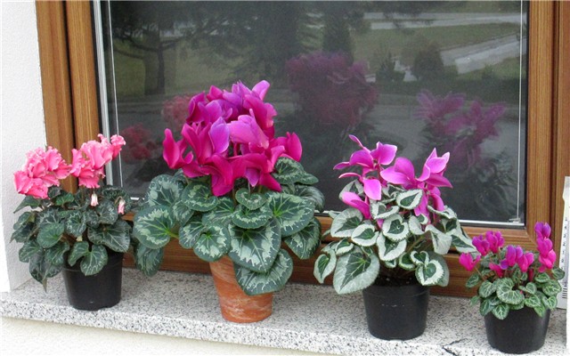 cyclamen persicum