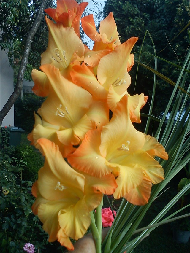 Gladiola, sabljica