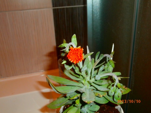 senecio