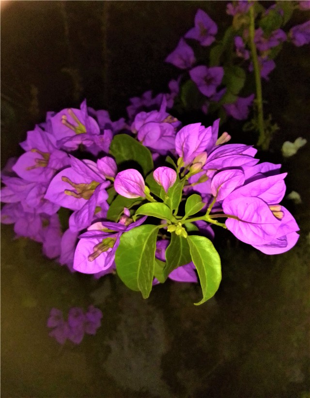 Bugenvilea