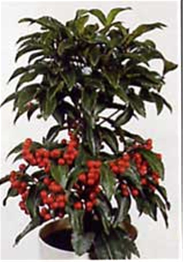 Ardisija krenata