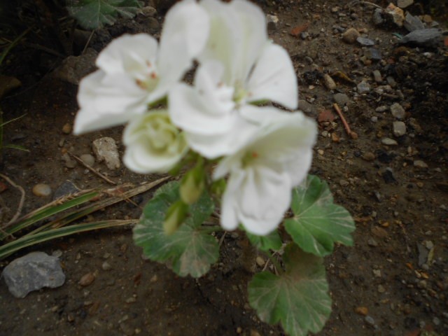 bijela pelargonija