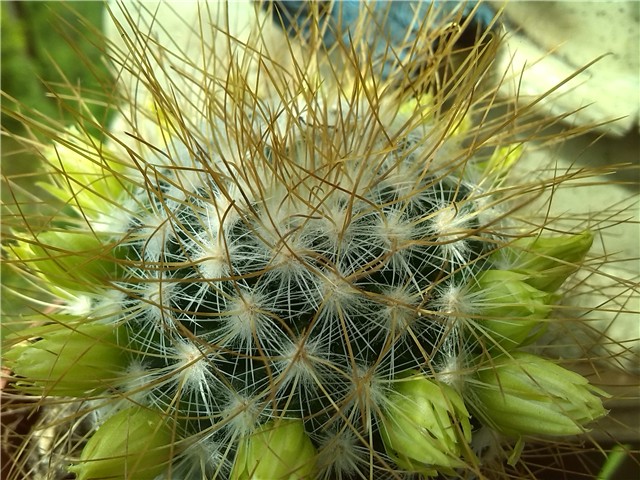 mammillaria