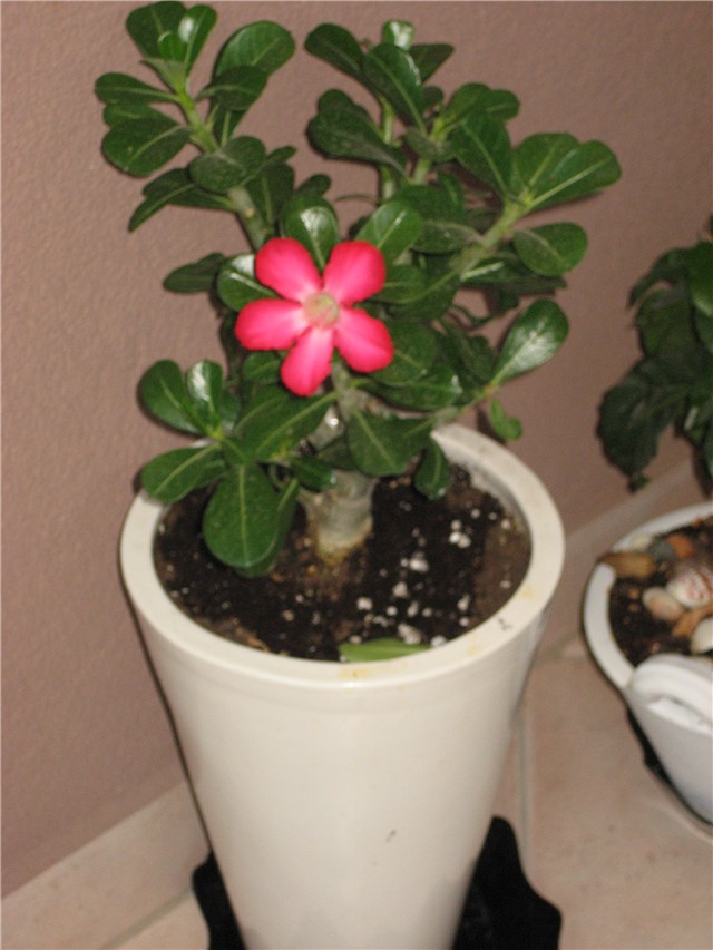 adenium