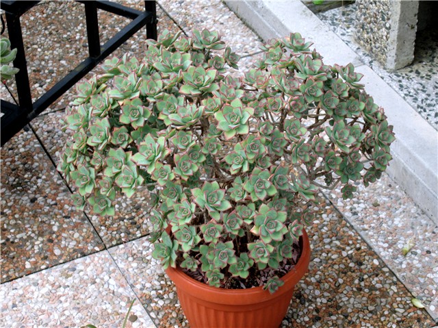 Aeonium gomerense