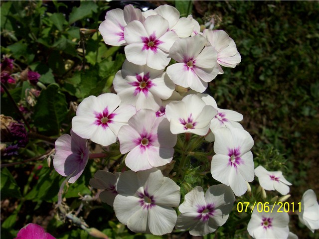 Phlox