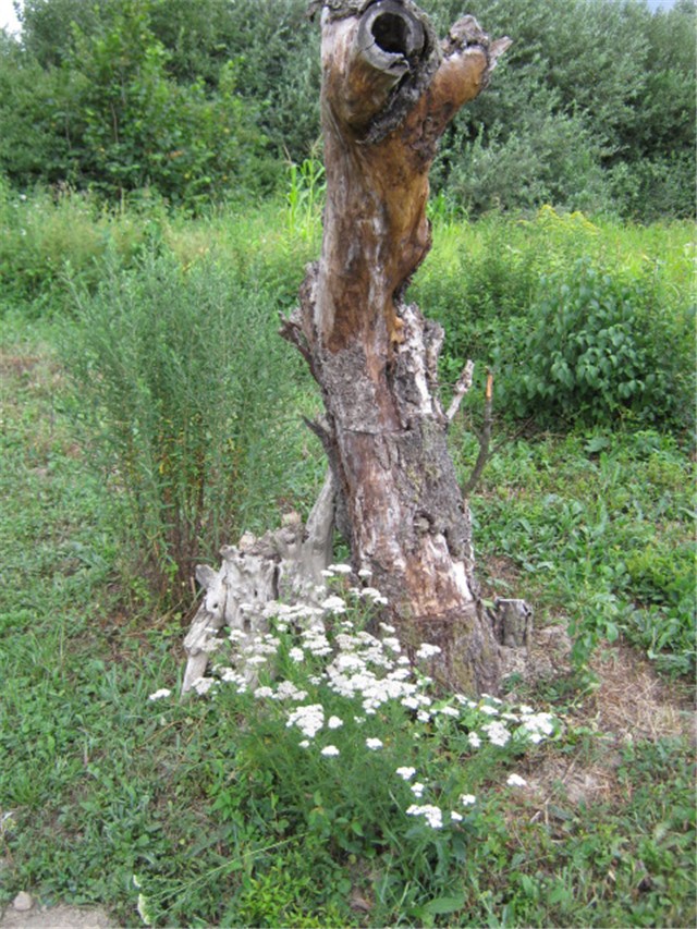 panjek