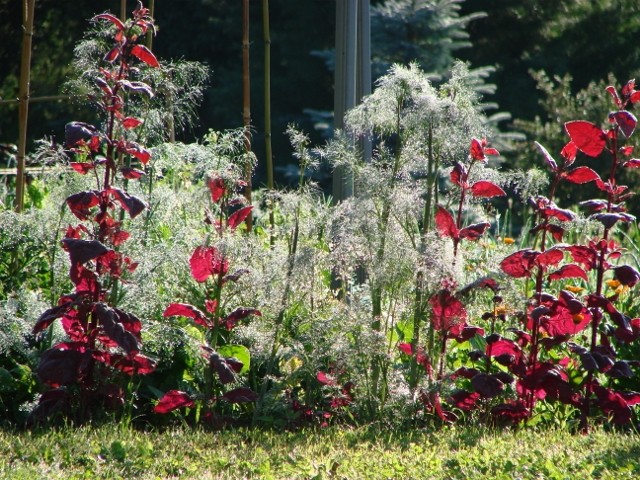 rosa u vrtu