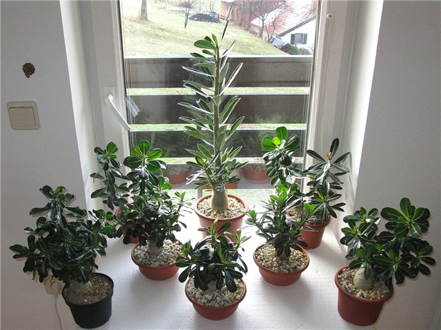 Adenium obesum, sijanci  2012