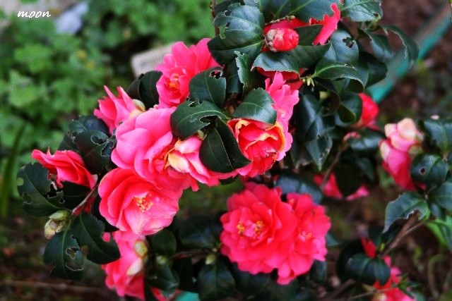 camellia