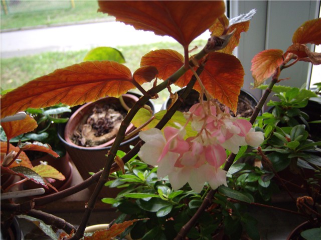 begonia