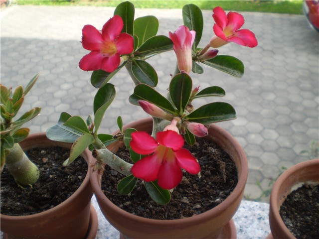 adenium
