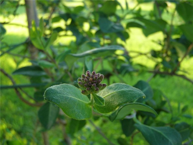 Lonicera