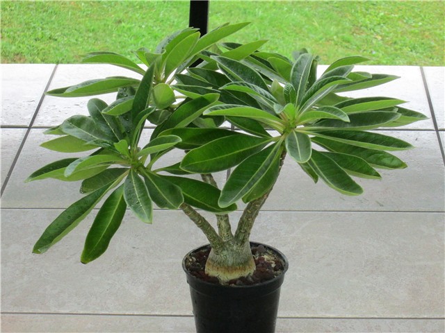 Pachypodium decaryi