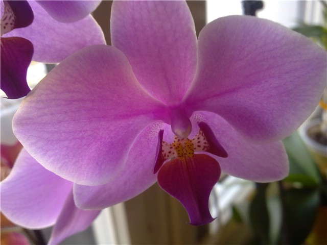 Phalaenopsis ljubičasti 2012