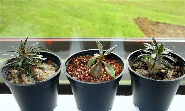 Pachypodium rosulatum var. Gracilis 2 X, Adenium socotranum