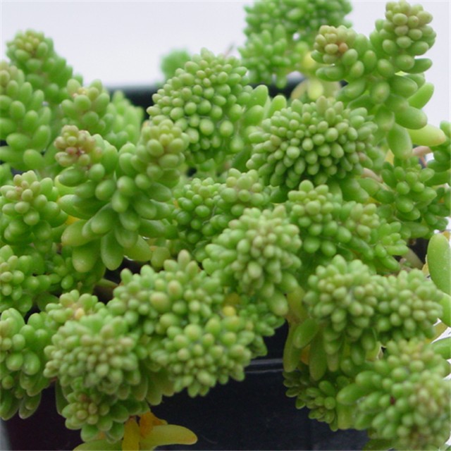 sukulent Sedum Borchii Sport