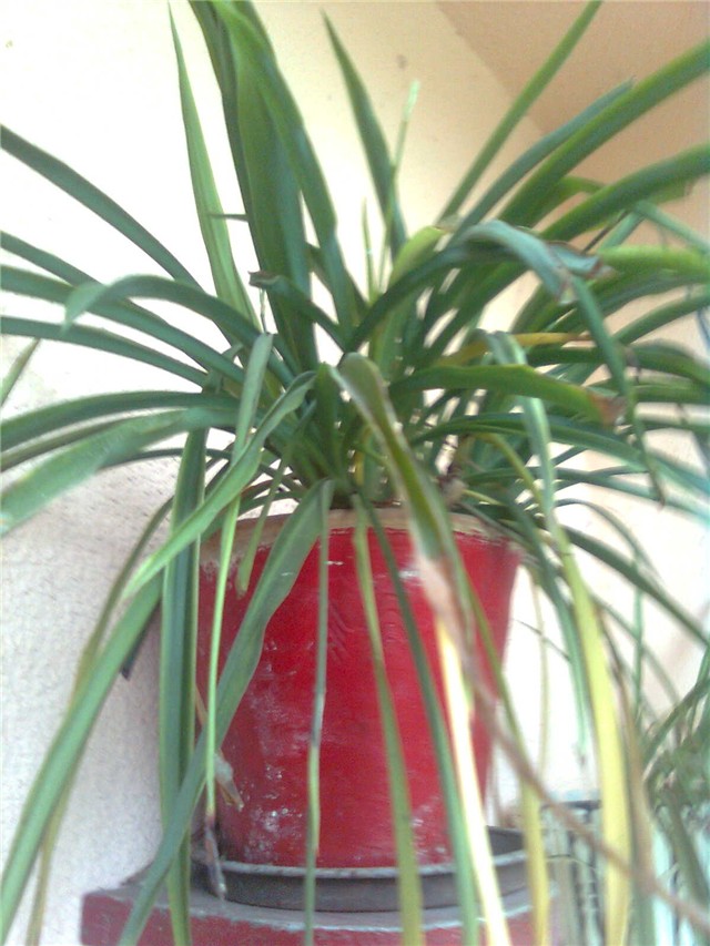 klorofitum