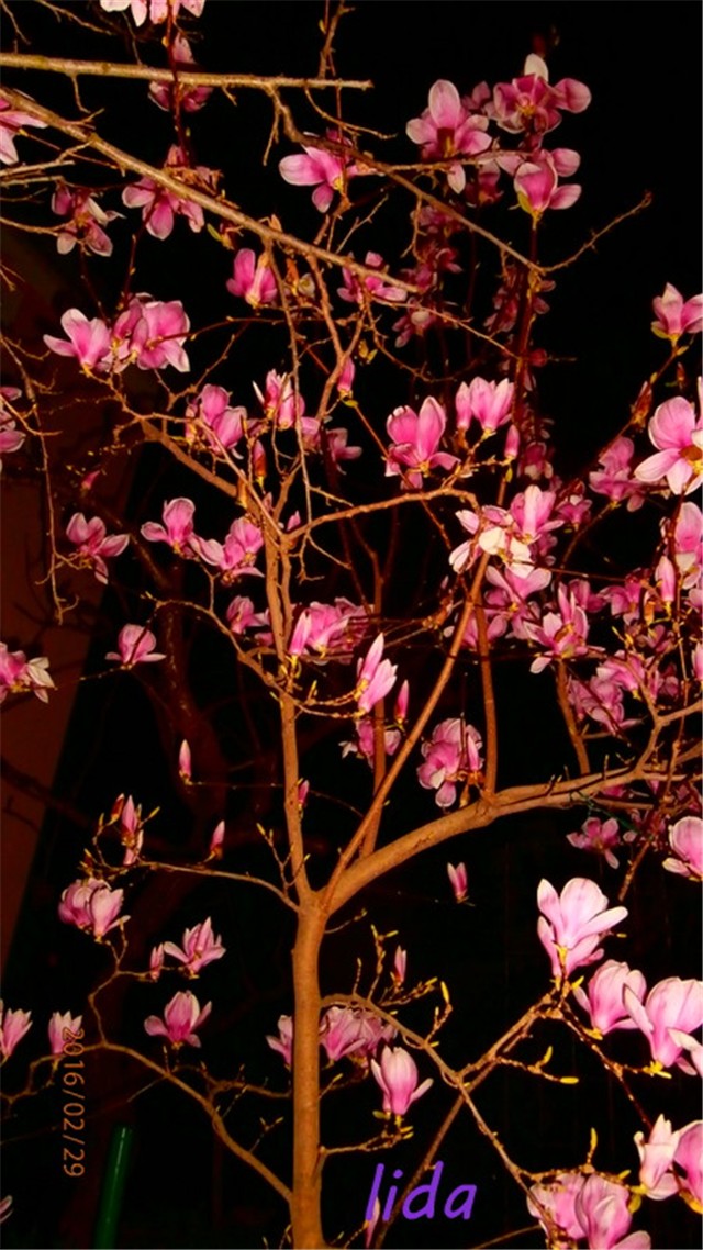 magnolija c