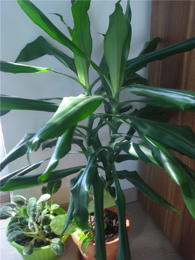 dracena