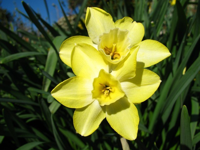 Narcissus 