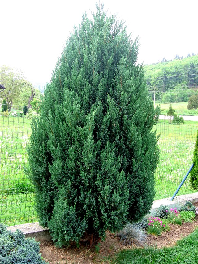 Juniperus communis Stricta