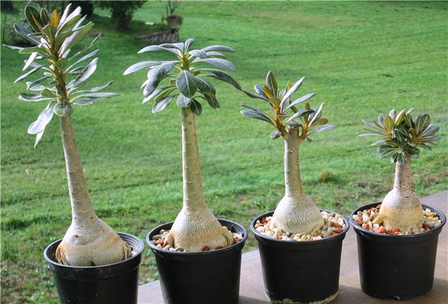 Adenium socotranum