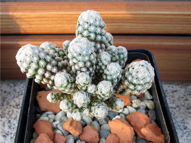 mammillaria theresae
