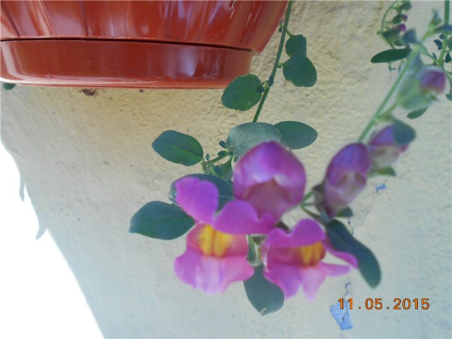 nove slike