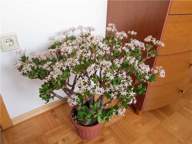 Crassula ovata