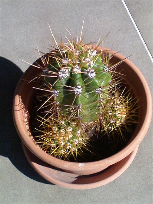 Kaktus -Echinopsis terscheckii