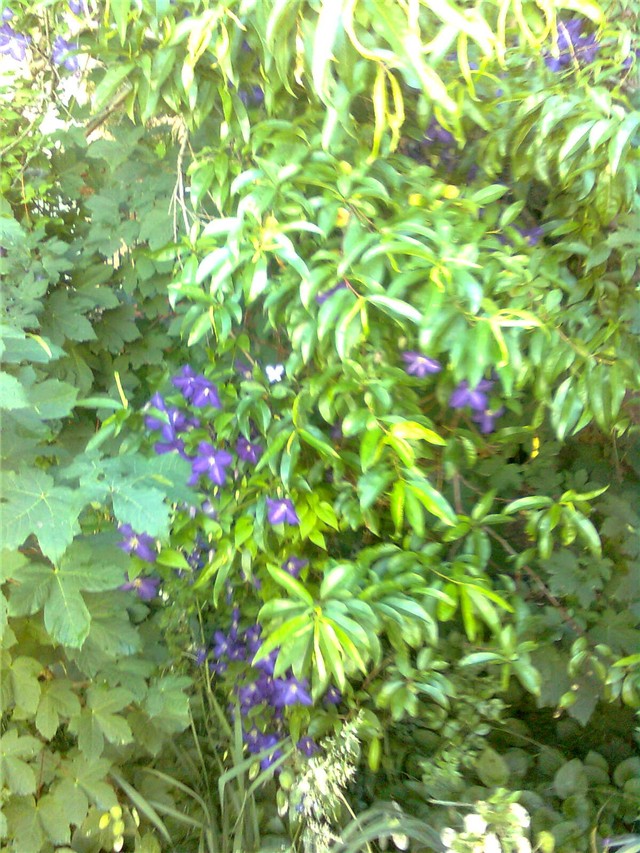 Klematis