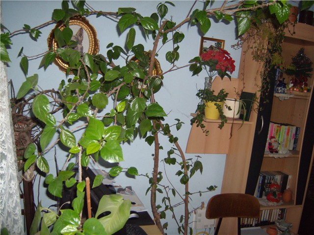 hibiskus rosa