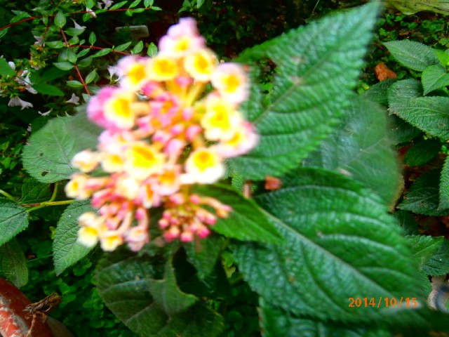 lantana