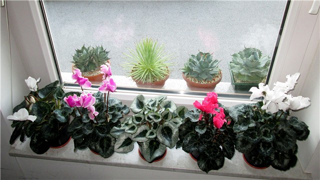 cyclamen persicum